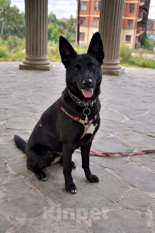 Собаки в Москве: Белка ищет дом Девочка, Бесплатно - фото 6