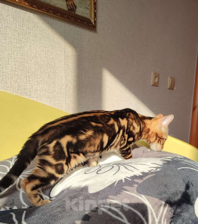 Кошки в Сыктывкаре: Бенгальский мальчик Мальчик, Бесплатно - фото 2