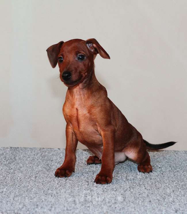 Собаки в Санкт-Петербурге: Цвергпинчер щенок мальчик Мальчик, Бесплатно - фото 1