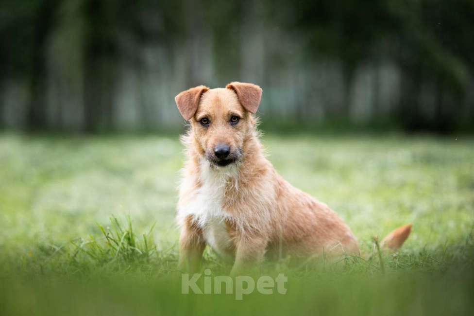 Собаки в Москве: Иннокентий Мальчик, Бесплатно - фото 3