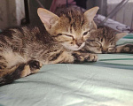 Кошки в Красногорске: Милые котята в добрые руки Девочка, Бесплатно - фото 2