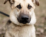 Собаки в Москве: Самый нежный щенок приюта Девочка, Бесплатно - фото 3