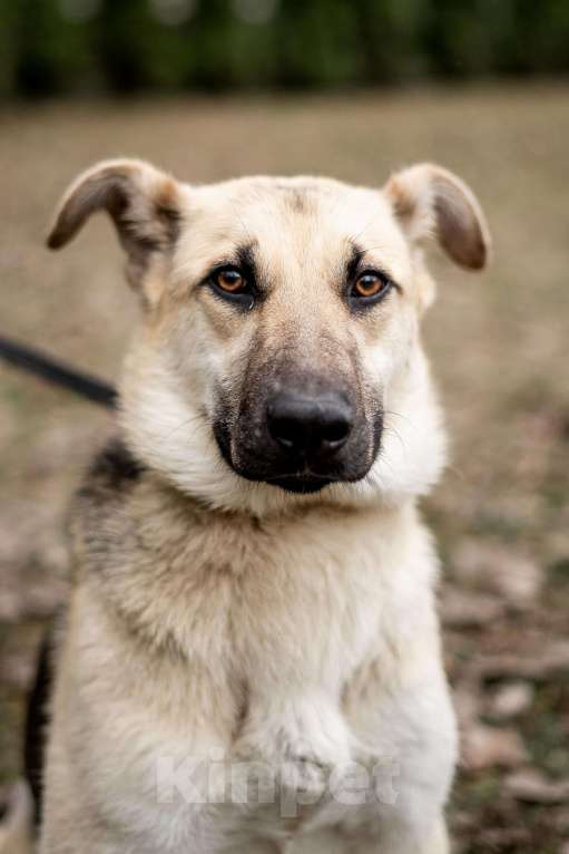Собаки в Москве: Самый нежный щенок приюта Девочка, Бесплатно - фото 3
