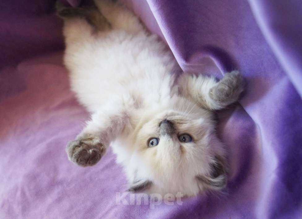 Кошки в Краснодаре: Невская маскарадная котенок очень пушистый Мальчик, 27 000 руб. - фото 3