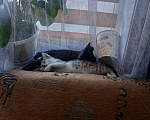 Кошки в Ленинске-Кузнецком: Пропал кот.Чёрный кот,зелёные глаза,пишите на номер 79502726617! Мальчик, Бесплатно - фото 1