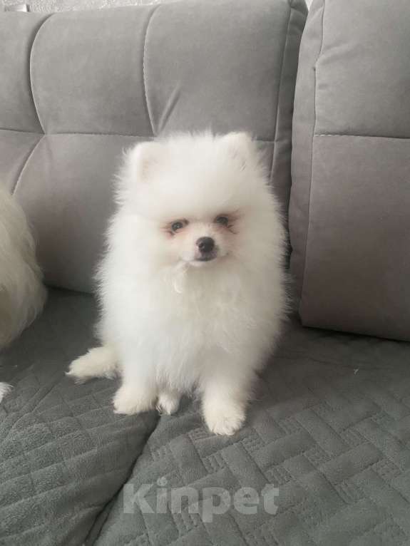 Собаки в Кемерово: Продажа щенков немецкого шпица Мальчик, 45 000 руб. - фото 1