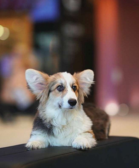 Щенок пет класса флаффи