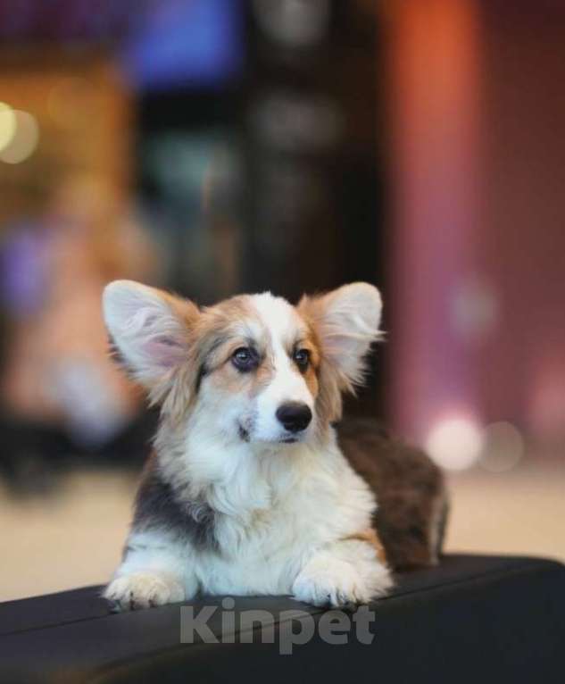 Собаки в Санкт-Петербурге: Щенок пет класса флаффи Мальчик, 60 000 руб. - фото 1