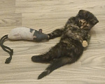 Кошки в Москве: Котенок в добрые руки Девочка, Бесплатно - фото 1