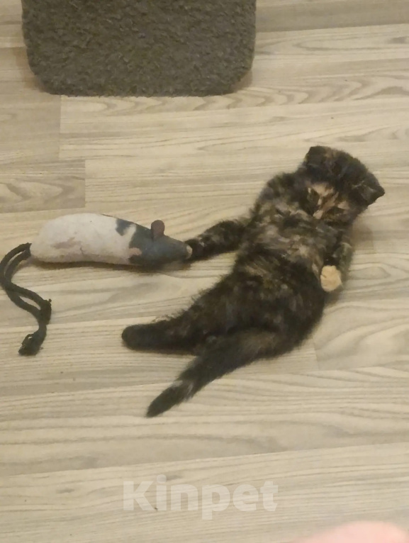 Кошки в Москве: Котенок в добрые руки Девочка, Бесплатно - фото 1