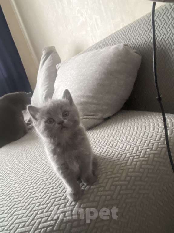 Кошки в Москве: Продам котенка британской поподы Мальчик, 10 000 руб. - фото 1