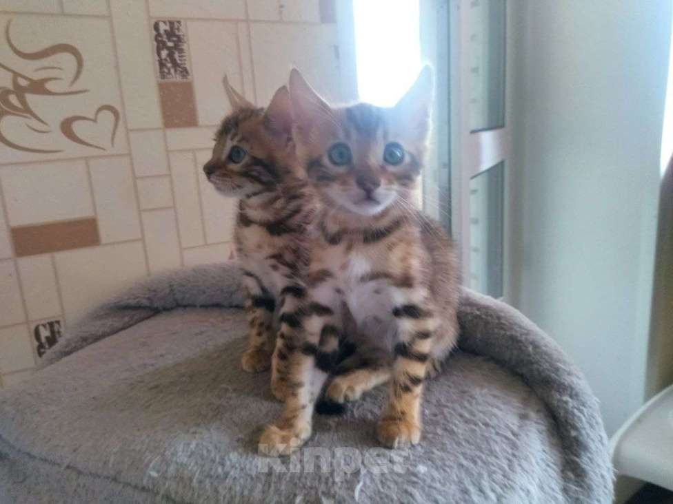 Кошки в Санкт-Петербурге: Красавцы бенгалы Девочка, 45 000 руб. - фото 4