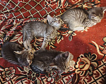 Кошки в Санкт-Петербурге: Кошка Даша и ее котята Мальчик, Бесплатно - фото 8