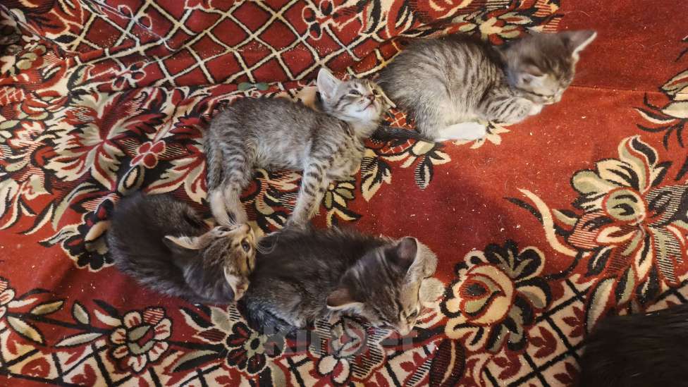 Кошки в Санкт-Петербурге: Кошка Даша и ее котята Мальчик, Бесплатно - фото 8