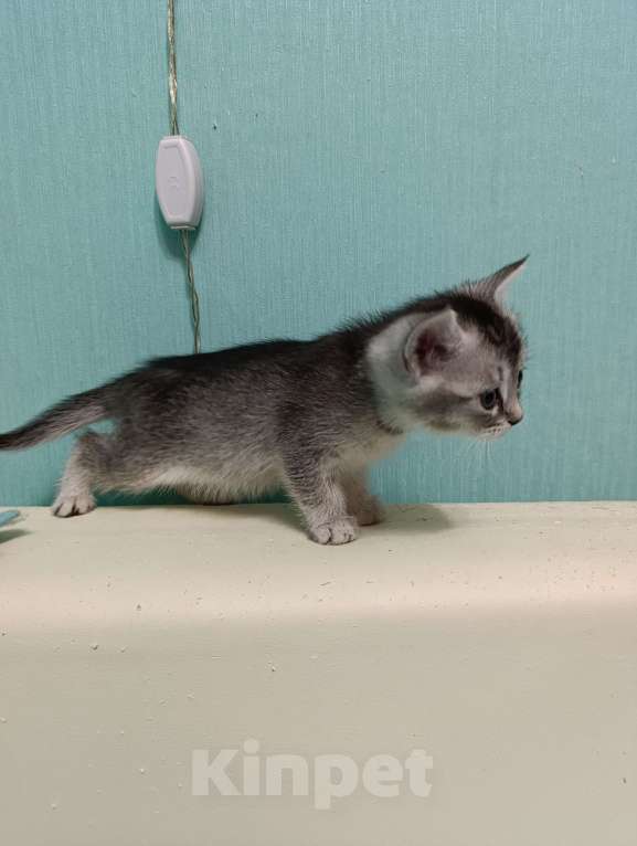 Кошки в Москве: Продаются котятки Девочка, Бесплатно - фото 4