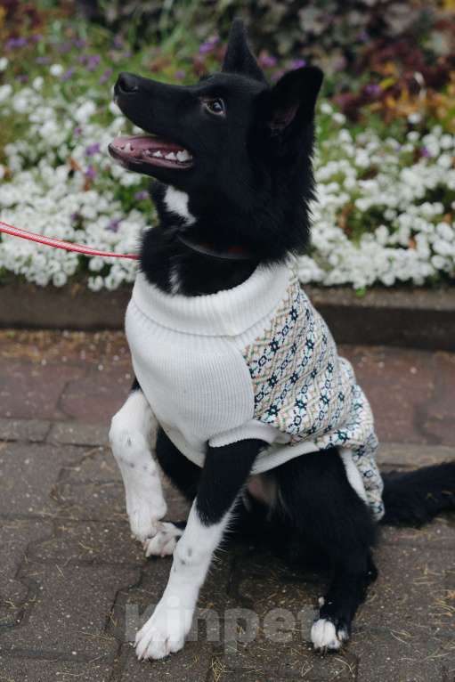 Собаки в Костроме: Бэллочка в поиске дома.  Девочка, Бесплатно - фото 7