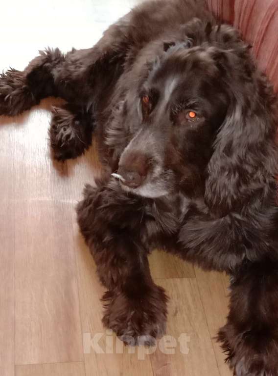 Собаки в Нижнем Новгороде: Русский спаниэль в добрые руки. Мальчик, Бесплатно - фото 1