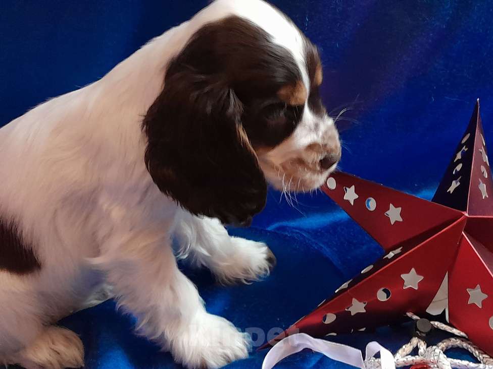 Собаки в Рыбинске: Девочка Английского кокера спаниеля  Девочка, 60 000 руб. - фото 1