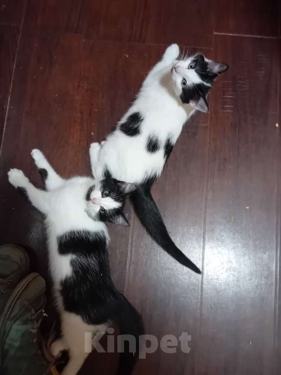 Кошки в Самаре: Прекрасный кошачий мальчишка Мальчик, Бесплатно - фото 5