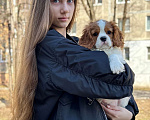 Собаки в Нижнем Новгороде: Кавалер кинг чарльз спаниель мальчик Мальчик, 100 руб. - фото 5