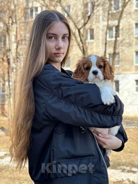 Собаки в Нижнем Новгороде: Кавалер кинг чарльз спаниель мальчик Мальчик, 100 руб. - фото 5