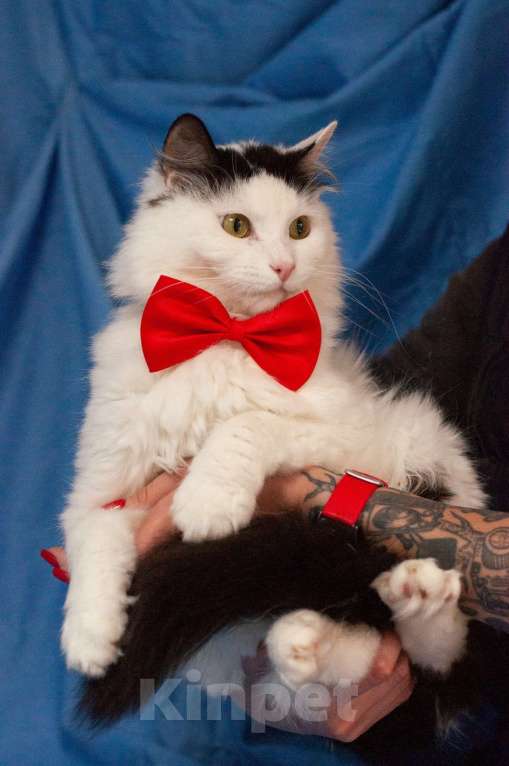 Кошки в Ногинске: Кот,  знающий толк в бабочках, ждет свою семью в приюте Мальчик, Бесплатно - фото 10