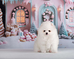 Собаки в Москве: Белый шпиц девочка Девочка, 70 000 руб. - фото 6