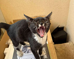 Кошки в других городах Московской области: Ищу хозяина милой кошечке Девочка, Бесплатно - фото 1