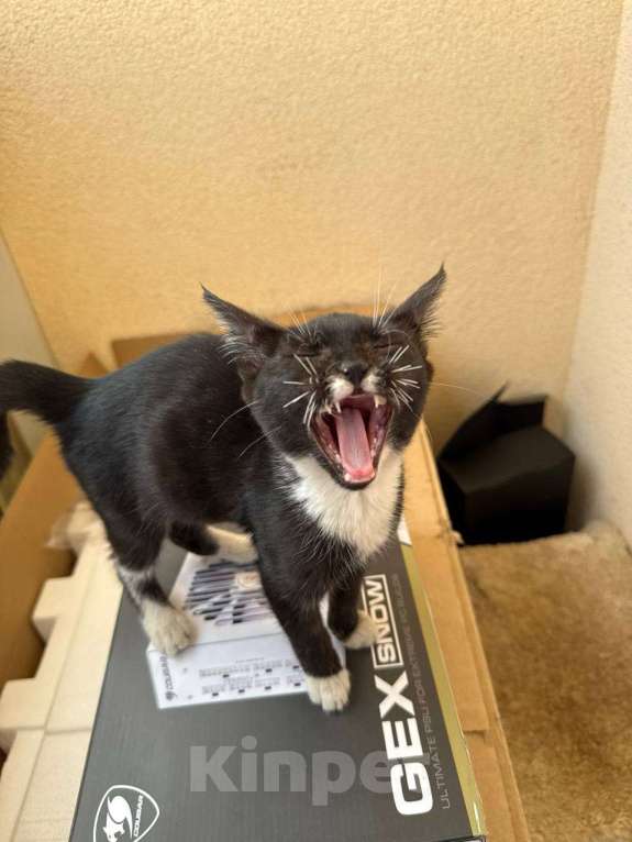 Кошки в других городах Московской области: Ищу хозяина милой кошечке Девочка, Бесплатно - фото 1