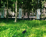 Кошки в Москве: Котенок нолубого цвета Мальчик, Бесплатно - фото 6