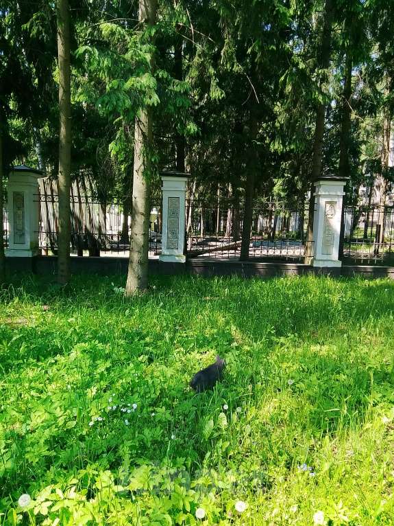 Кошки в Москве: Котенок нолубого цвета Мальчик, Бесплатно - фото 6