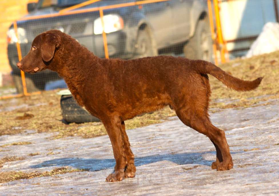 Собаки в других городах Московской области: Щенок кобель Чесапик-бей-ретривер  Мальчик, 40 000 руб. - фото 9