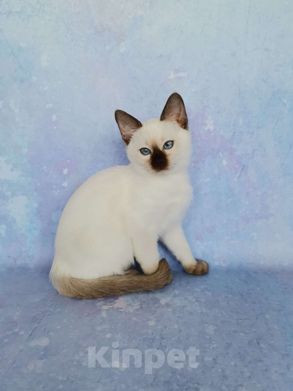 Кошки в Москве: Тайские котята из питомника Topaze De Lux  Мальчик, 55 000 руб. - фото 2