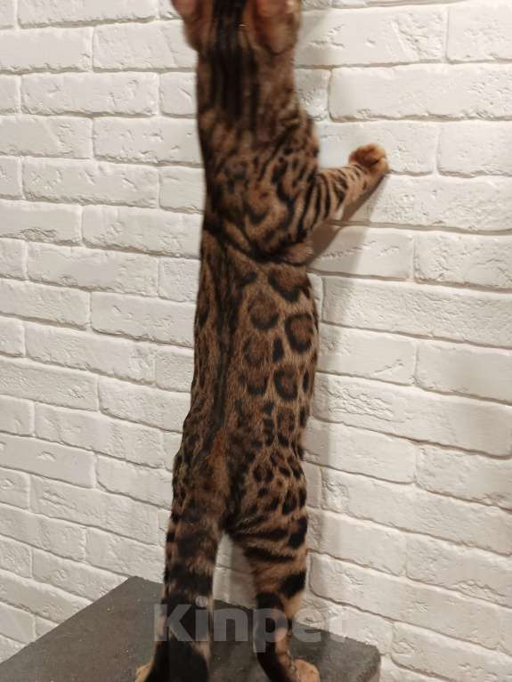 Кошки в Лыткарино: Бенгальский котенок мальчик Лексус  с документами  Мальчик, 25 000 руб. - фото 3