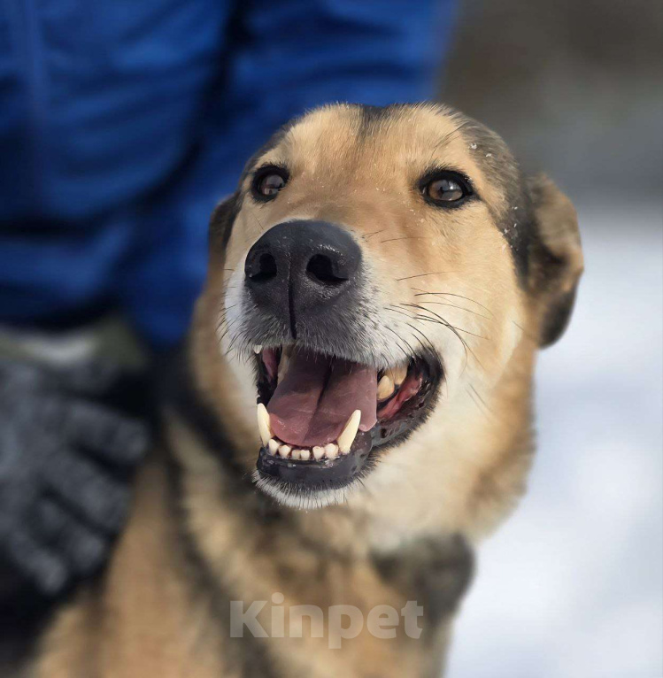 Собаки в Королеве: Марк - нежный мальчик Мальчик, Бесплатно - фото 1