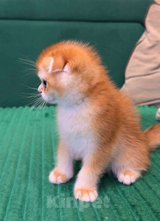 Кошки в Москве: Джерри Мальчик, 50 000 руб. - фото 2