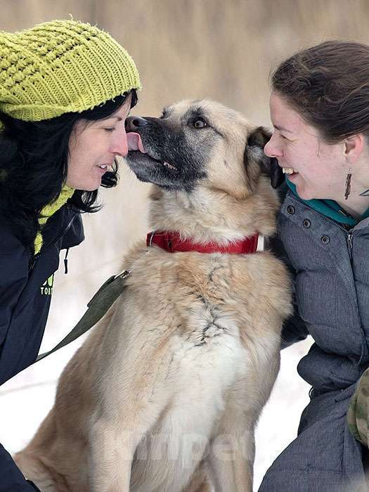 Собаки в Санкт-Петербурге: Ищем дом для дружелюбного пса Грэма Мальчик, 10 руб. - фото 7