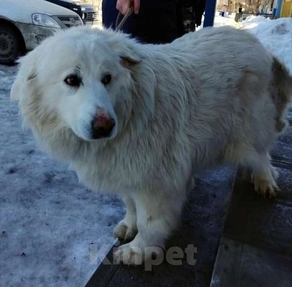 Собаки в Люберцах: Белка ищет дом и семью Девочка, Бесплатно - фото 3