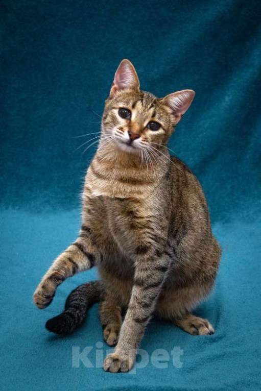 Кошки в Москве: Удивительная грациозная добрейшая кошечка Альфа в добрые руки Девочка, 1 руб. - фото 2