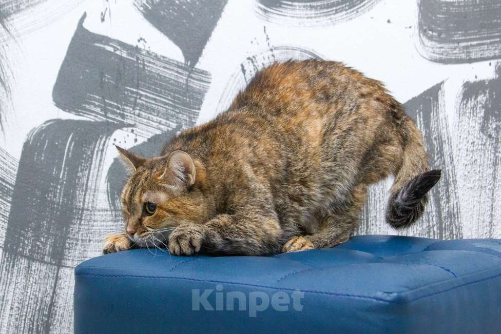 Кошки в Москве: Мася Девочка, Бесплатно - фото 6