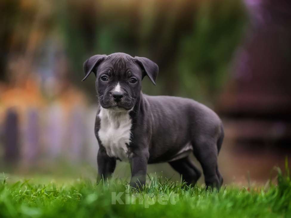 Собаки в других городах Самарской области: Породные щенки АСТ из питомника Девочка, 50 000 руб. - фото 2