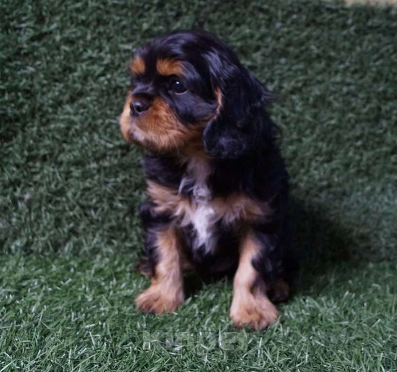 Собаки в Москве: ЩЕНОК МАЛЬЧИК 2 МЕС. Мальчик, 50 000 руб. - фото 2