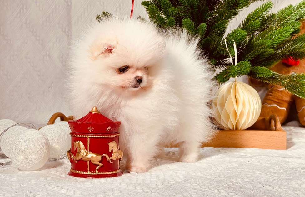 Собаки в Перми: Мальчик Айс крем Мальчик, Бесплатно - фото 1