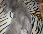 Кошки в Орске: Вязка.Красавец британский кот., 800 руб. - фото 4