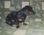 Собаки в Прохладном: Такса(кобель) вязка. Мальчик, 3 000 руб. - фото 1