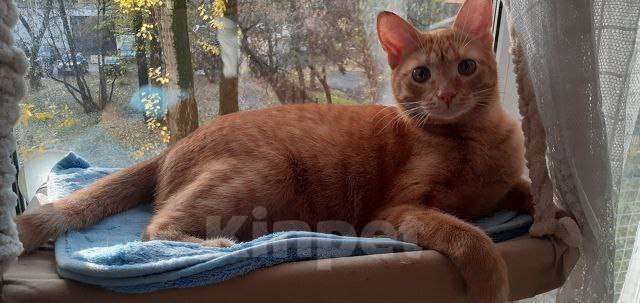 Кошки в Москве: кот Руди ищет дом Мальчик, Бесплатно - фото 7