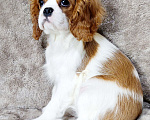 Собаки в Санкт-Петербурге: Красивая девочка кавалер Кинг Чарльз спаниель Девочка, 150 руб. - фото 1