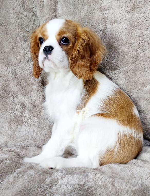 Собаки в Санкт-Петербурге: Красивая девочка кавалер Кинг Чарльз спаниель Девочка, 150 руб. - фото 1