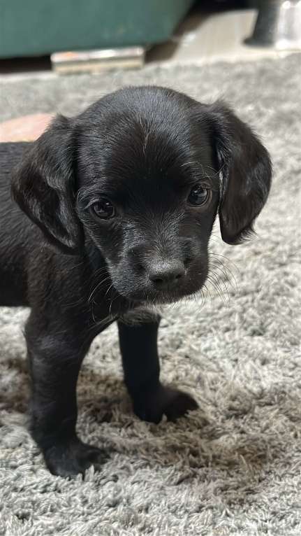 Собаки в Краснодаре: Английский Кокер помесь  Девочка, 100 руб. - фото 1