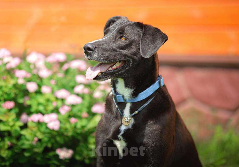 Собаки в Москве: Настоящий джентельмен Мальчик, Бесплатно - фото 3